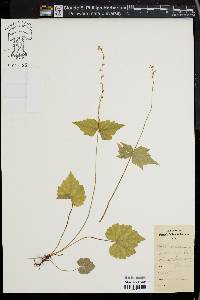 Mitella diphylla image