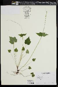 Mitella diphylla image