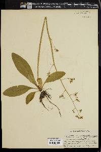 Micranthes pensylvanica image