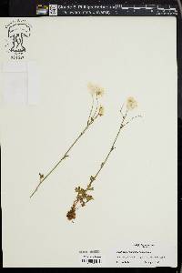 Saxifraga granulata image