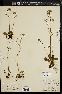 Micranthes virginiensis image