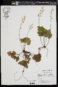 Tiarella cordifolia image