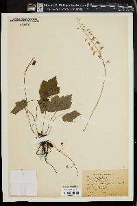 Tiarella cordifolia image