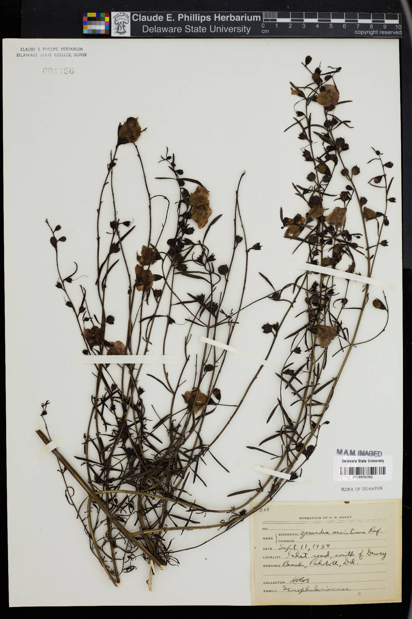 Gerardia maritima image