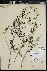Image of Agalinis pedicularia