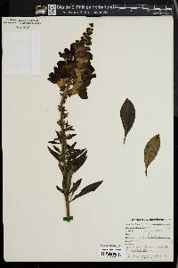 Antirrhinum majus image