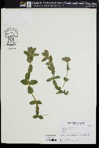 Bacopa caroliniana image