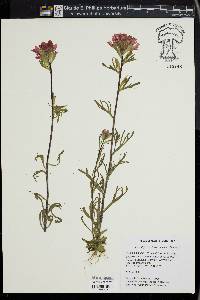 Castilleja coccinea image