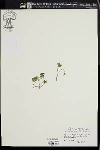 Ellisiophyllum pinnatum image