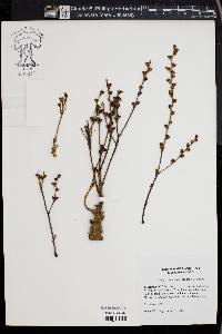 Epifagus virginiana image