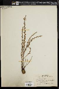 Epifagus virginiana image