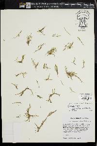 Glossostigma cleistanthum image