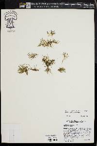 Glossostigma diandrum image