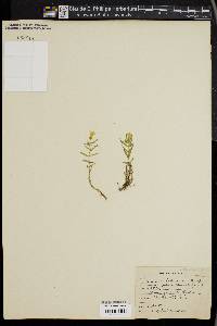 Gratiola aurea image