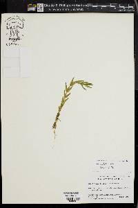 Gratiola aurea image