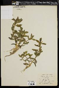 Gratiola sphaerocarpa image