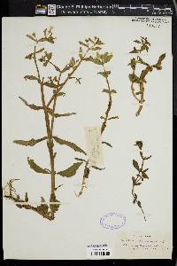 Gratiola sphaerocarpa image