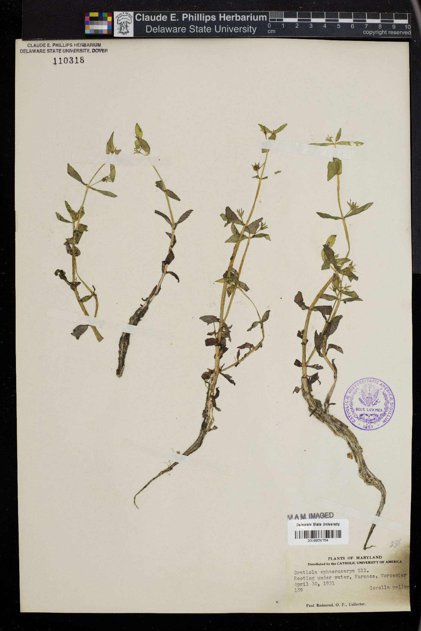 Gratiola sphaerocarpa image