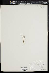 Limosella australis image