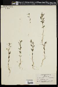 Linaria minor image
