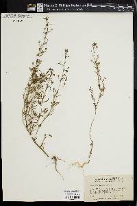 Linaria minor image