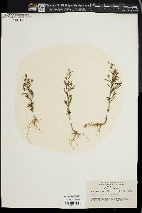 Linaria minor image