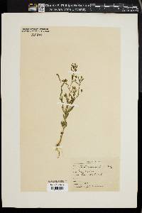 Linaria minor image
