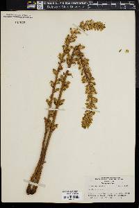 Orobanche minor image