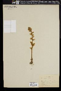 Orobanche minor image