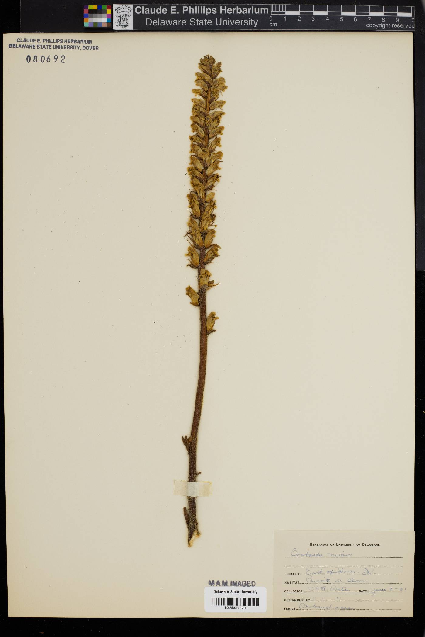 Orobanche minor image