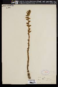 Orobanche minor image