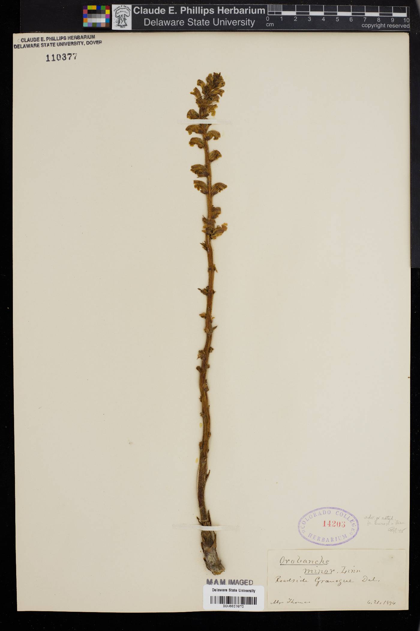 Orobanche minor image