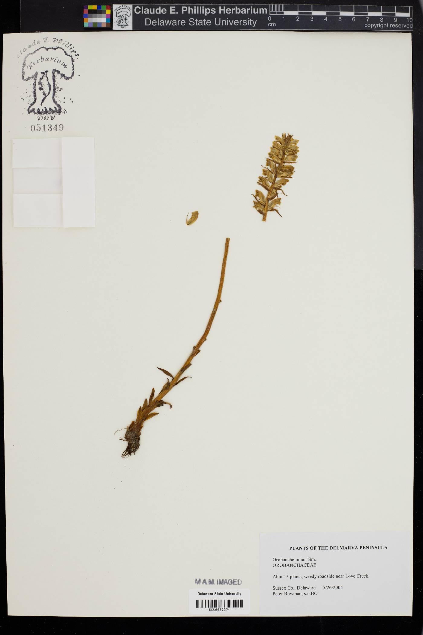 Orobanche minor image