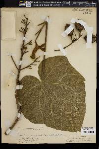 Paulownia tomentosa image