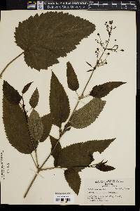 Scrophularia marilandica image