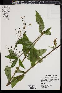 Scrophularia marilandica image