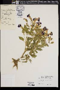 Torenia fournieri image