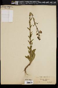 Verbascum blattaria image