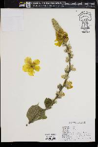 Verbascum olympicum image