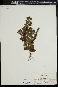 Veronica officinalis image