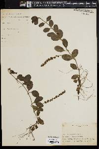 Veronica officinalis image