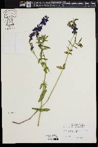 Veronica teucrium image