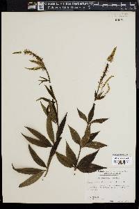 Veronicastrum virginicum image