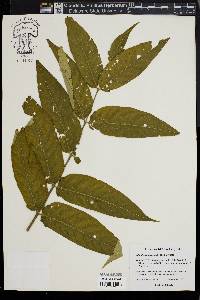 Ailanthus altissima image