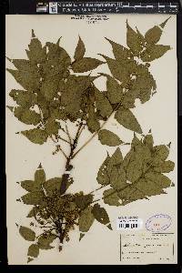 Ailanthus altissima image