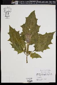 Datura stramonium image