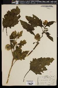 Nicandra physaloides image