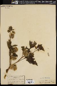 Nicandra physaloides image