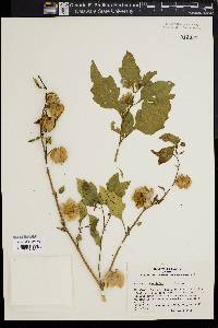 Nicandra physaloides image