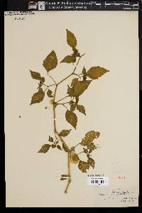 Physalis philadelphica image